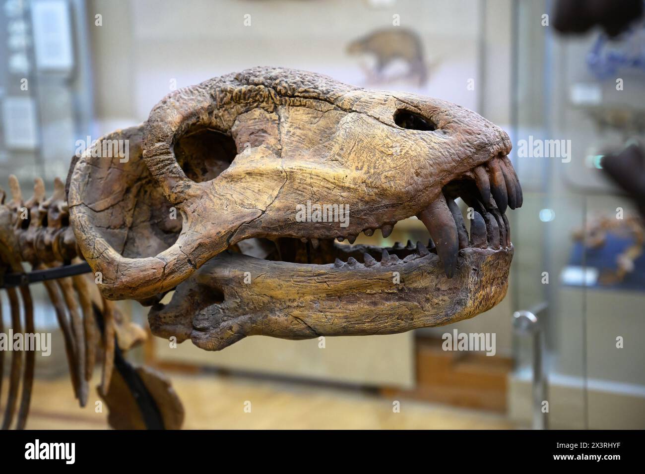 Skeleton of dinosaur in historical museum in Kazan, Tatarstan, Russia. Fossil skull, bones of extinct animal head. Them Stock Photo
