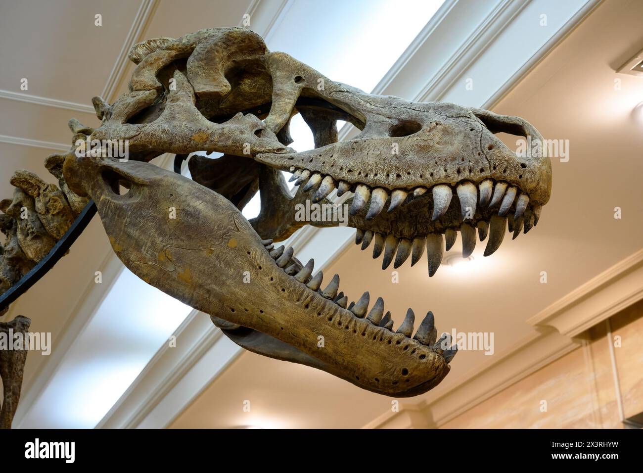 Skeleton of dinosaur in historical museum in Kazan, Tatarstan, Russia. Fossil skull of tyrannosaurus, bones of extinct Stock Photo