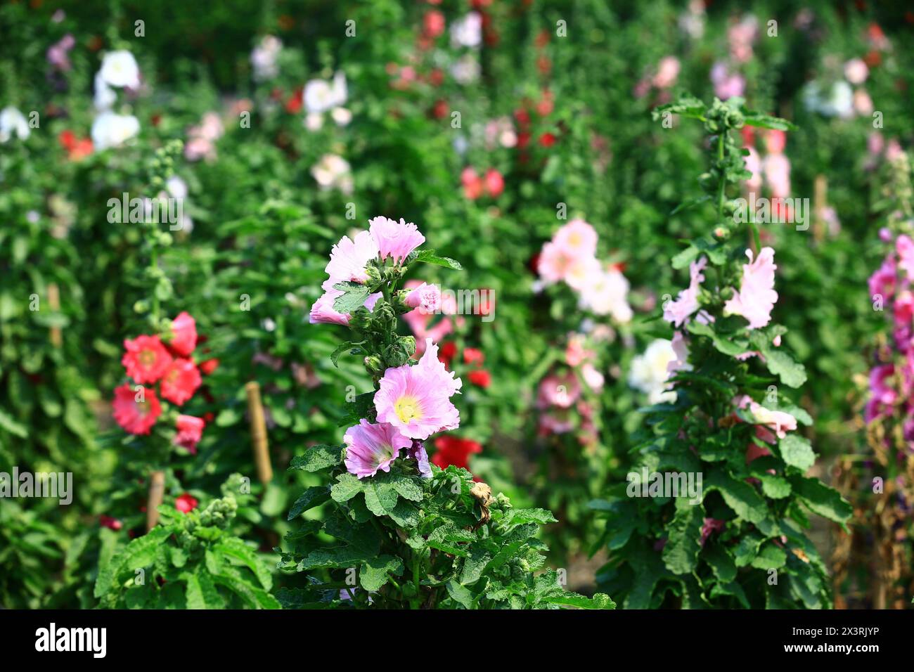 Pink hollyhock flower growing hi-res stock photography and images - Alamy