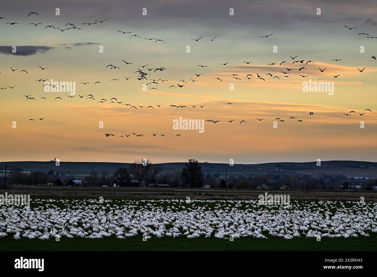 Many snow geese in flight and on the ground Stock Photo