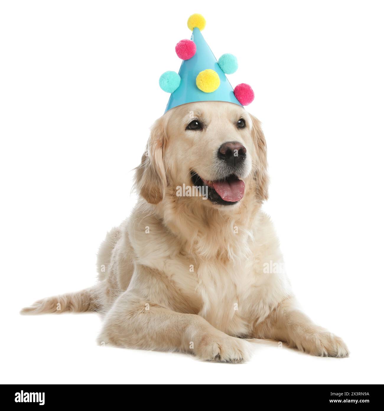 Cute Golden Retriever dog with party hat on white background Stock ...