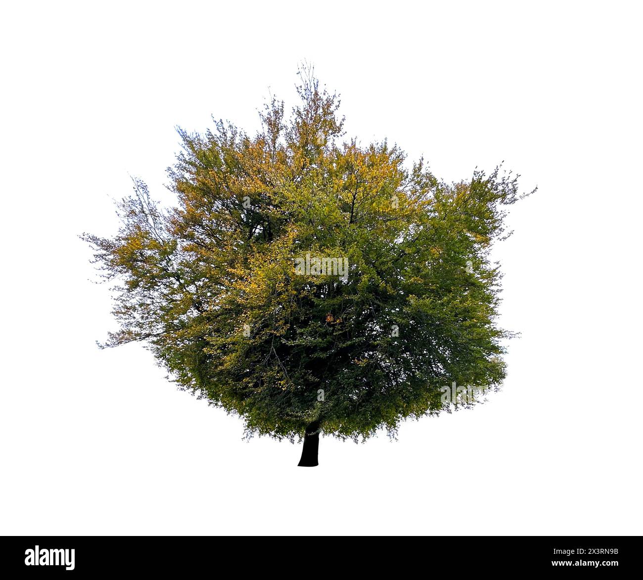 Beautiful tree with green leaves isolated on white Stock Photo - Alamy