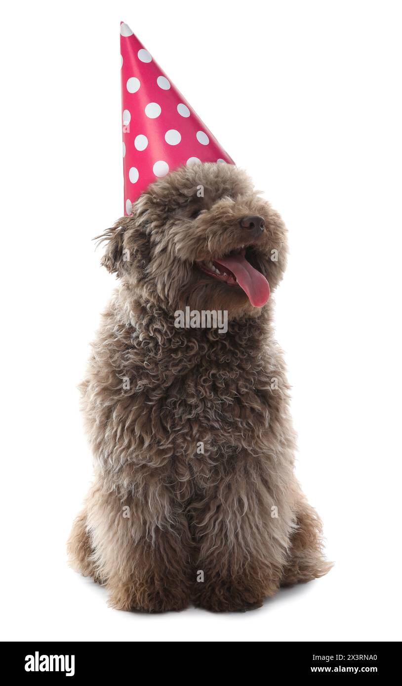 Cute dog with party hat on white background Stock Photo - Alamy