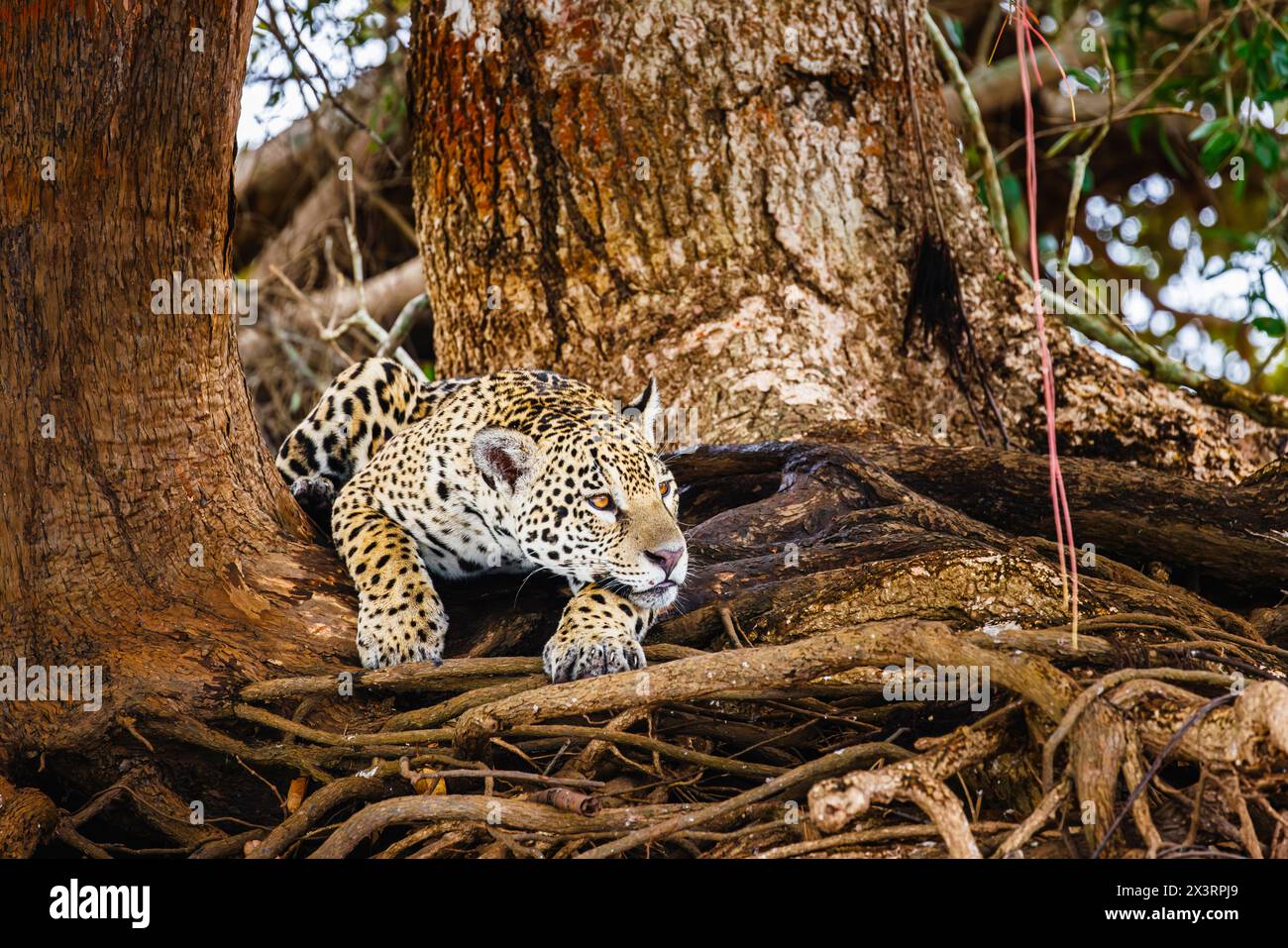 A jaguar (panthera onca) resting in tree roots seen on Cuiaba River by the Parque Estadual Encontro das Águas, north Pantanal, Mato Grosso, Brazil Stock Photo