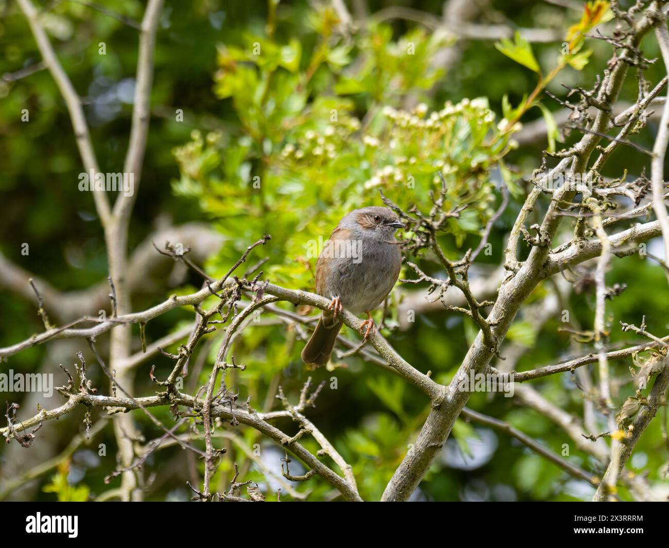 A dunnock, Prunella modularis, perched on a branch. Stock Photo