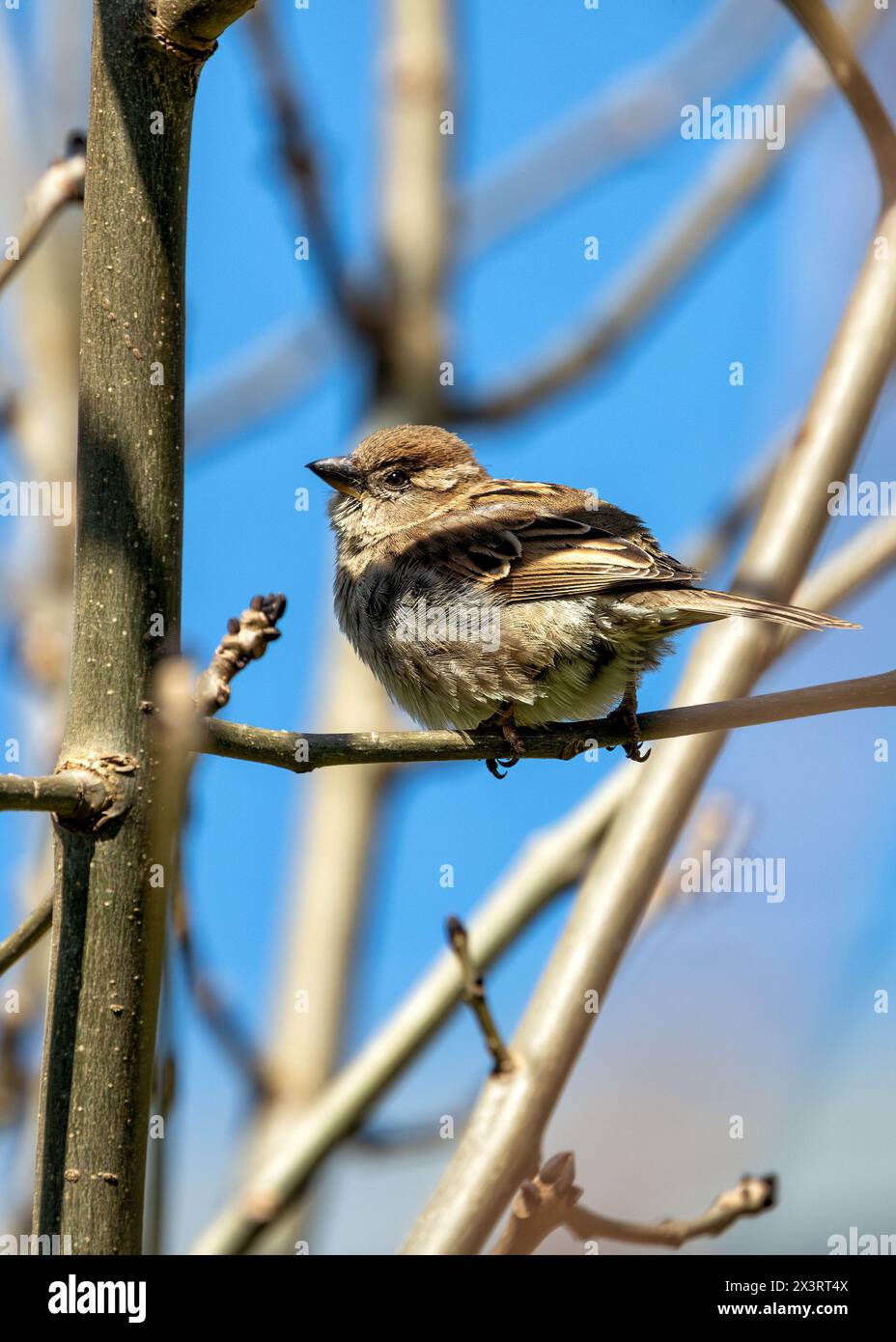 Brown sparrow with streaked back & pale buff chest. Thrives in Dublin's ...