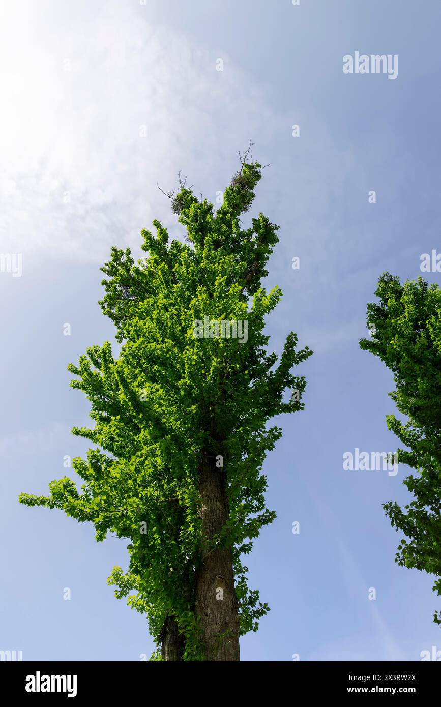 tall lime trees in the summer against the blue sky, beautiful green ...
