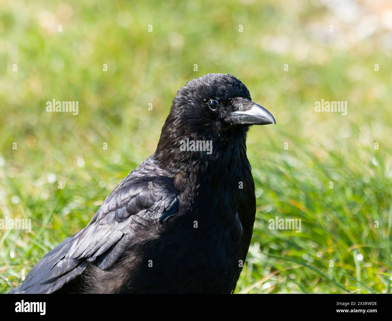 The head and shoulders of a carrion crow, Corvus corone, standing on a grass field. Stock Photo