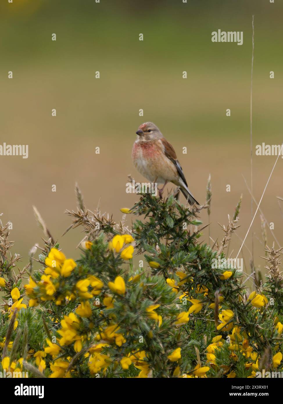 A male common linnet, Linaria cannabina, perched on the top of a gorse bush. Stock Photo