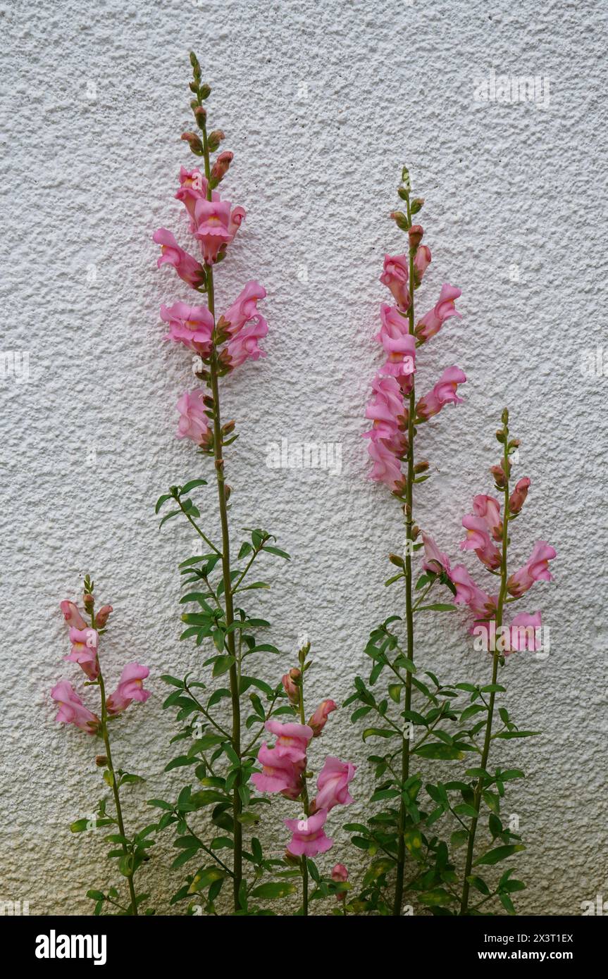 Pink snapdragons flowers in front of white wall in the garden in spring Stock Photo