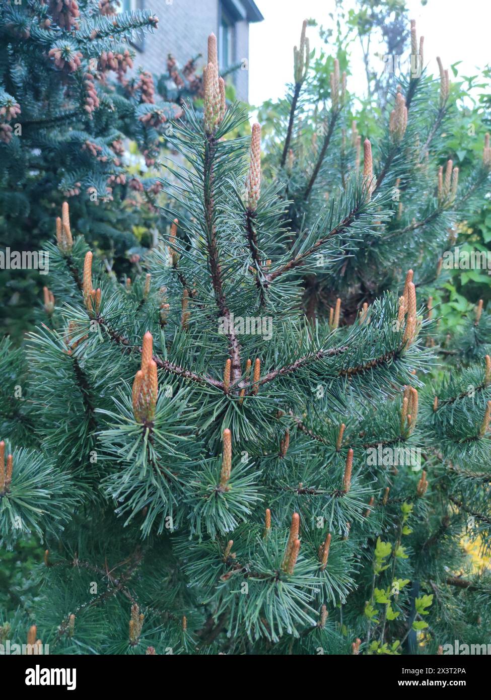 Beautiful young shoots of a dwarf mountain pine (Pinus mugo) in a garden. Stock Photo