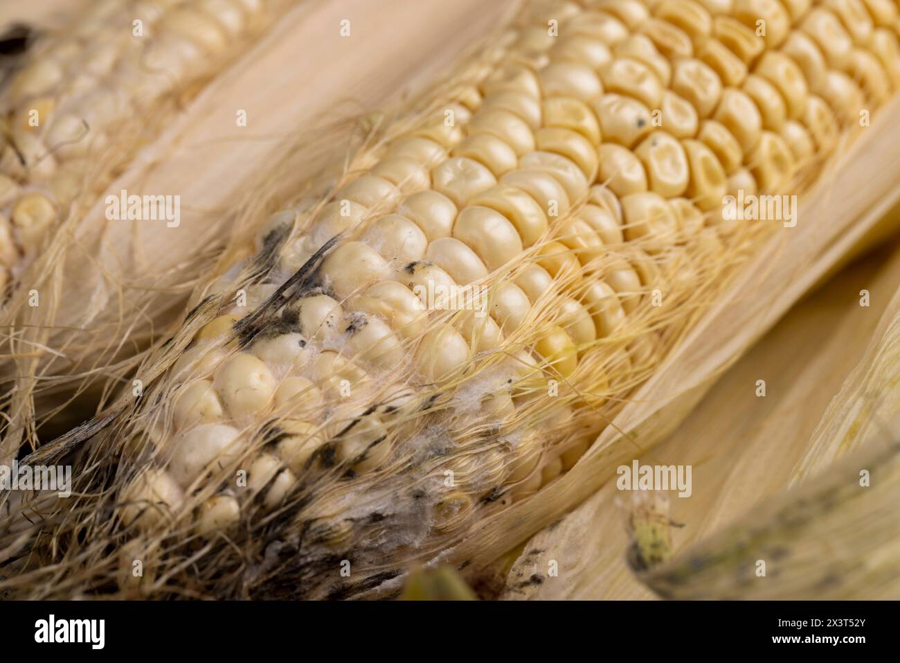 Old moldy corn cobs close-up, old spoiled sweet ripe corn food Stock ...