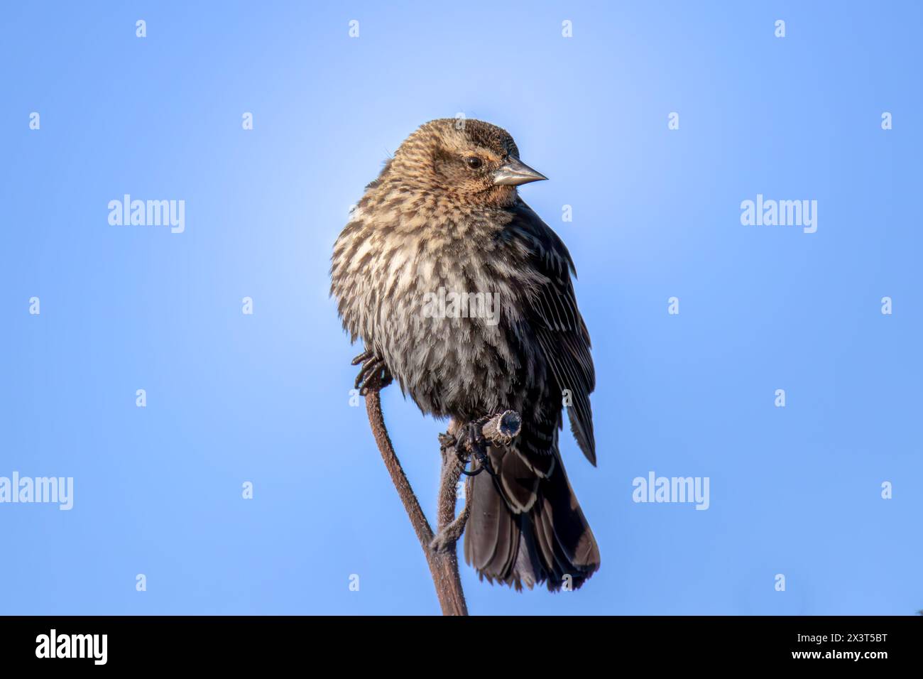 Red winged black bird perched on tree branch Stock Photo