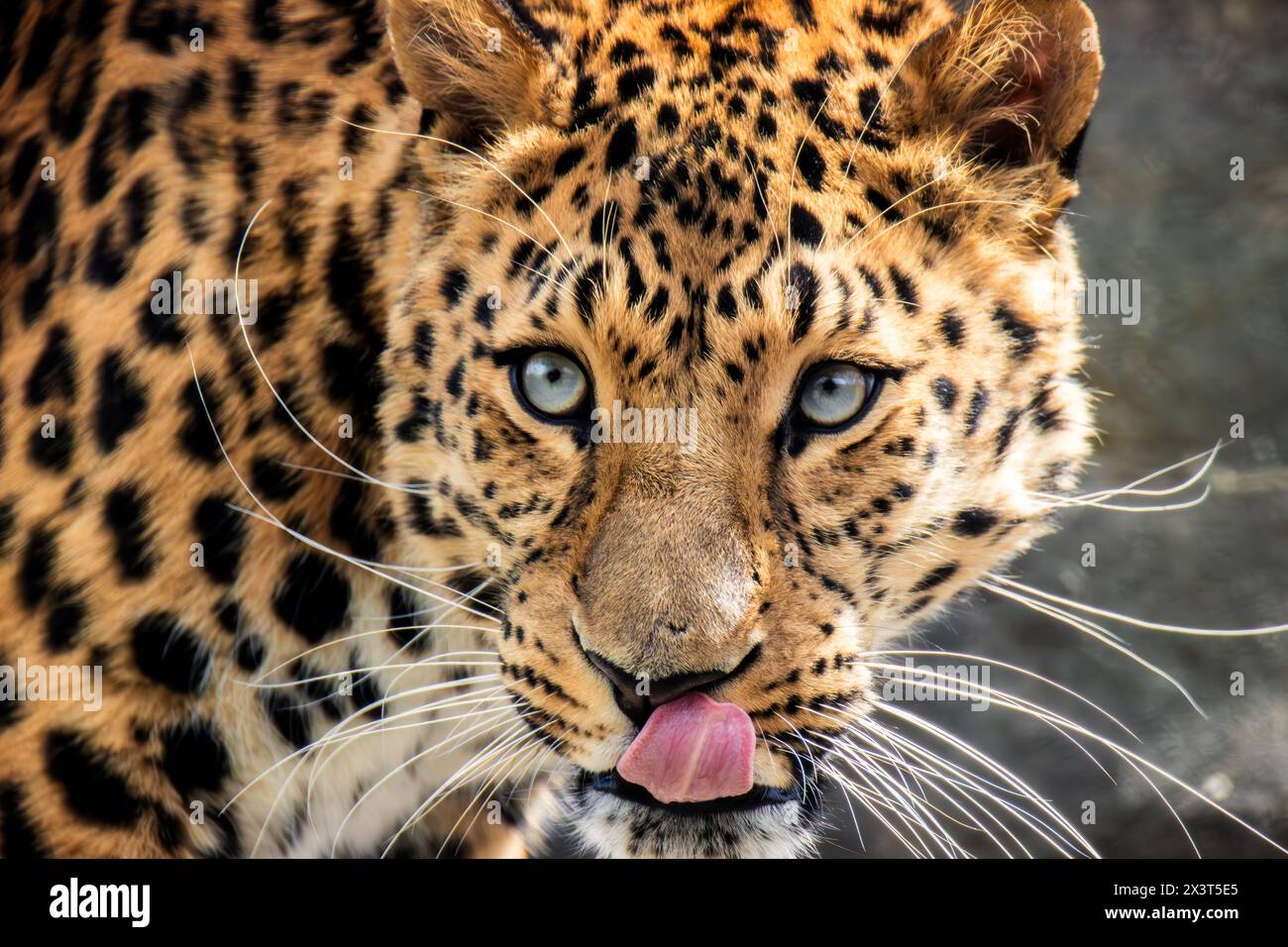 Amur Leopard portrait Stock Photo
