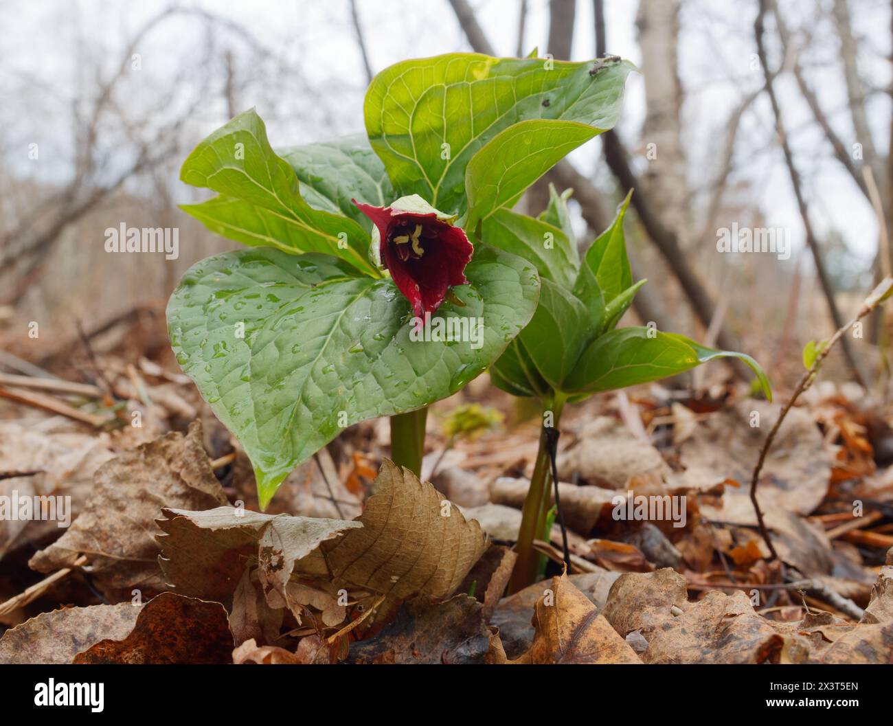 Red Trillium in early spring. Quebec,Canada Stock Photo