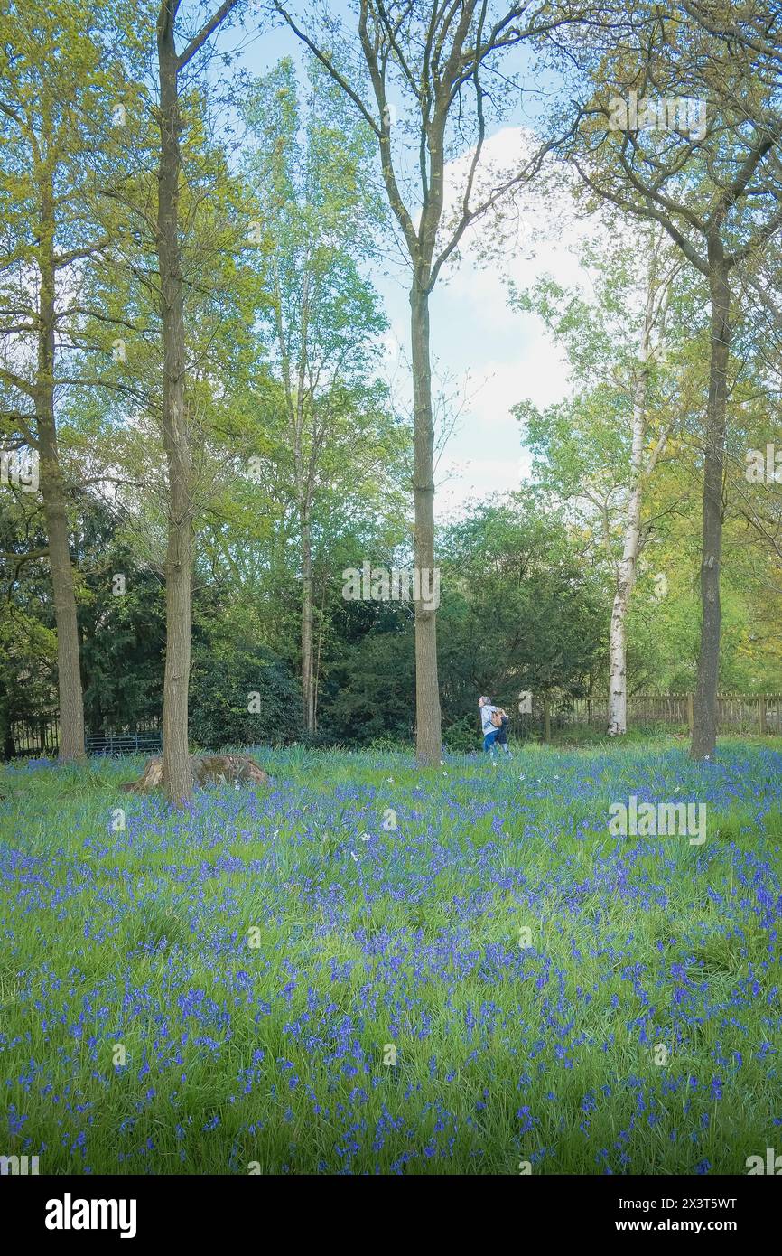 Walking through bluebells at Dunham Massey Stock Photo - Alamy