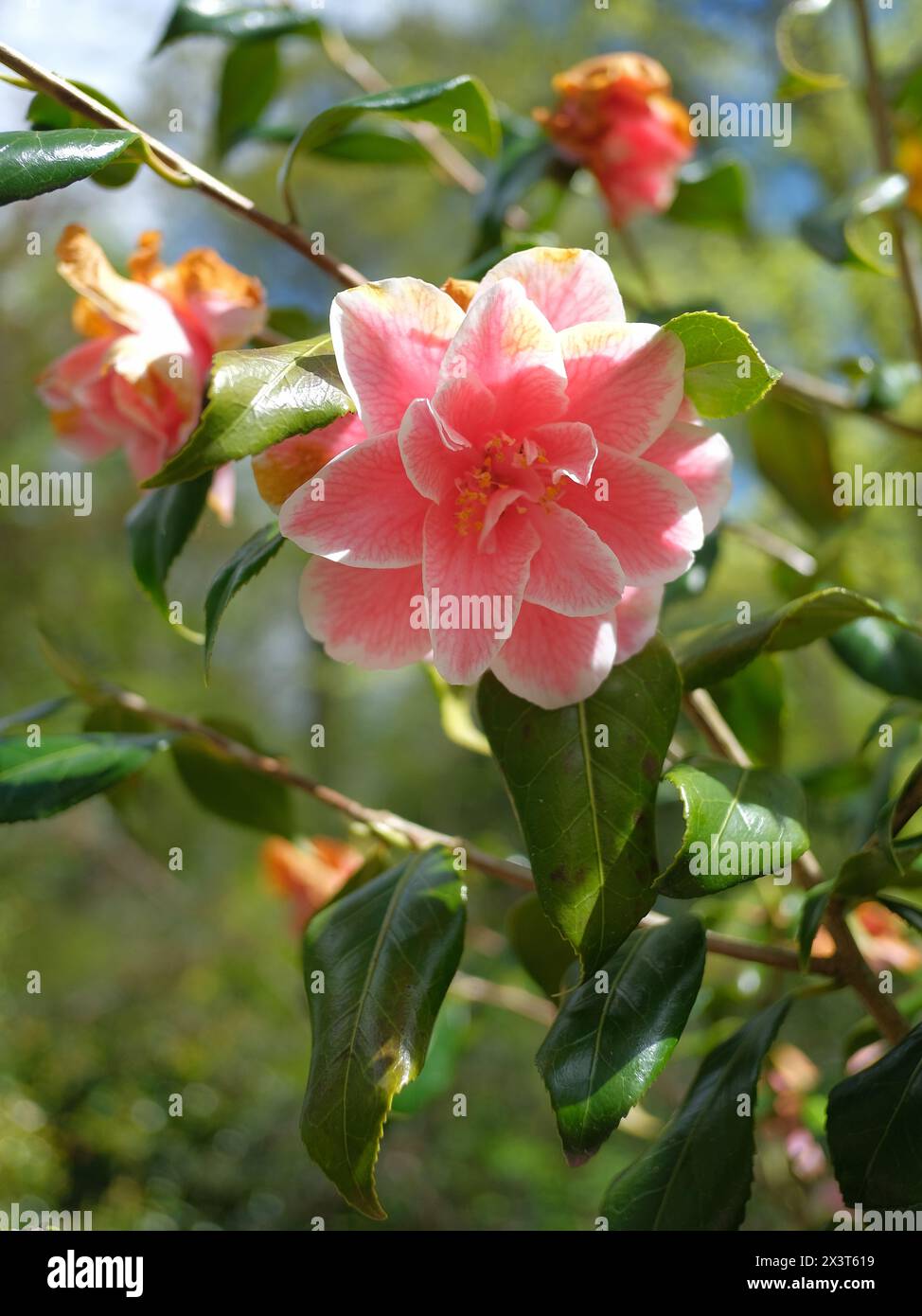 camellia x williamsii 'donation' at Dunham Massey Stock Photo