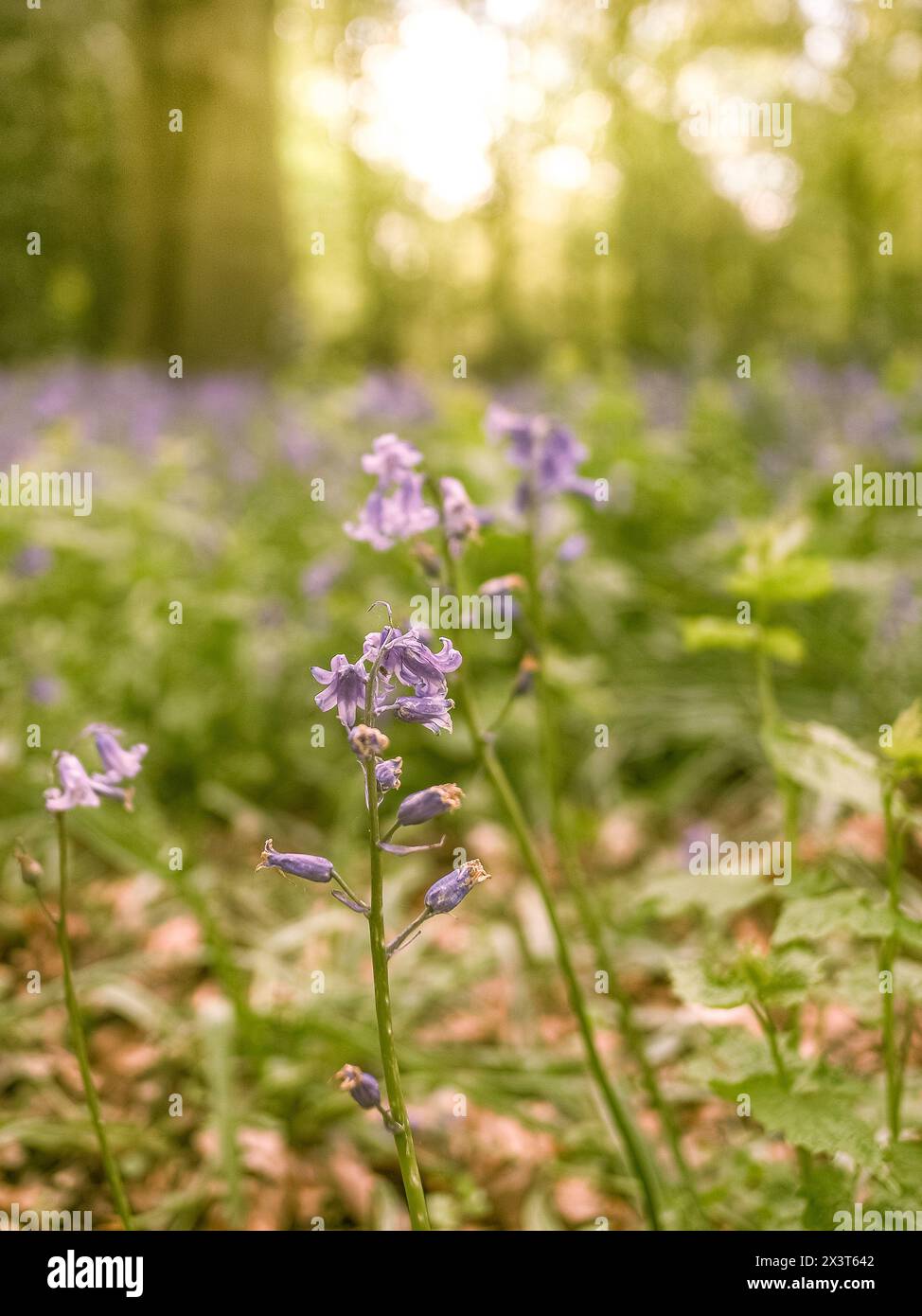 Bluebells on a spring morning at Dunham Massey Hall and Gardens