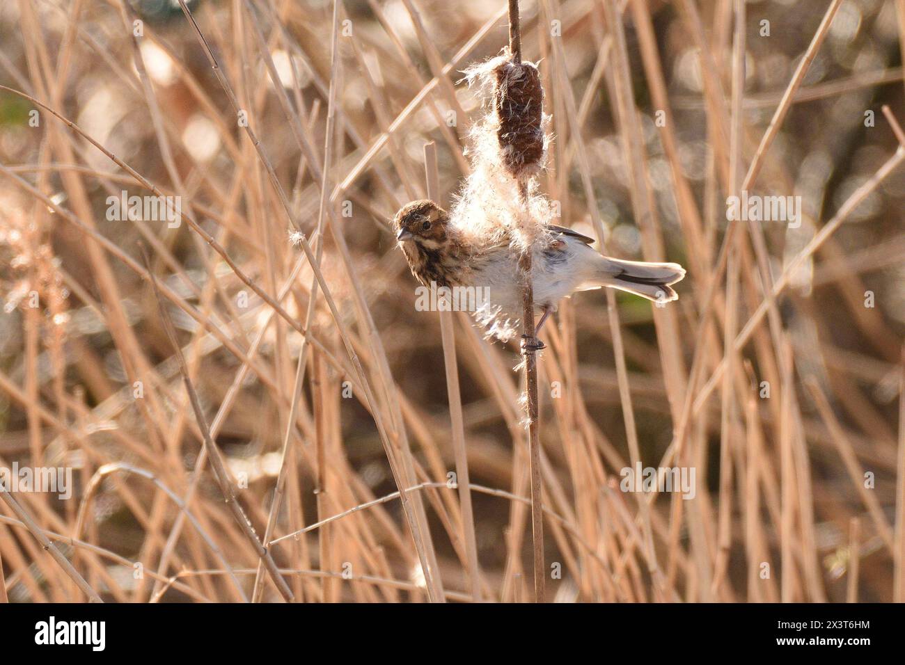 Reed Bunting female hiding behind a bulrush seed head after feeding on the seeds. Essex, England, UK. Stock Photo