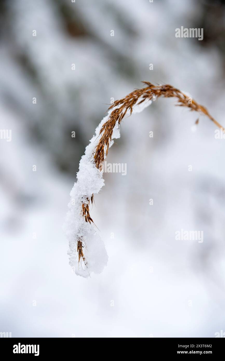Native grass covered in fresh, wet snow. Stock Photo