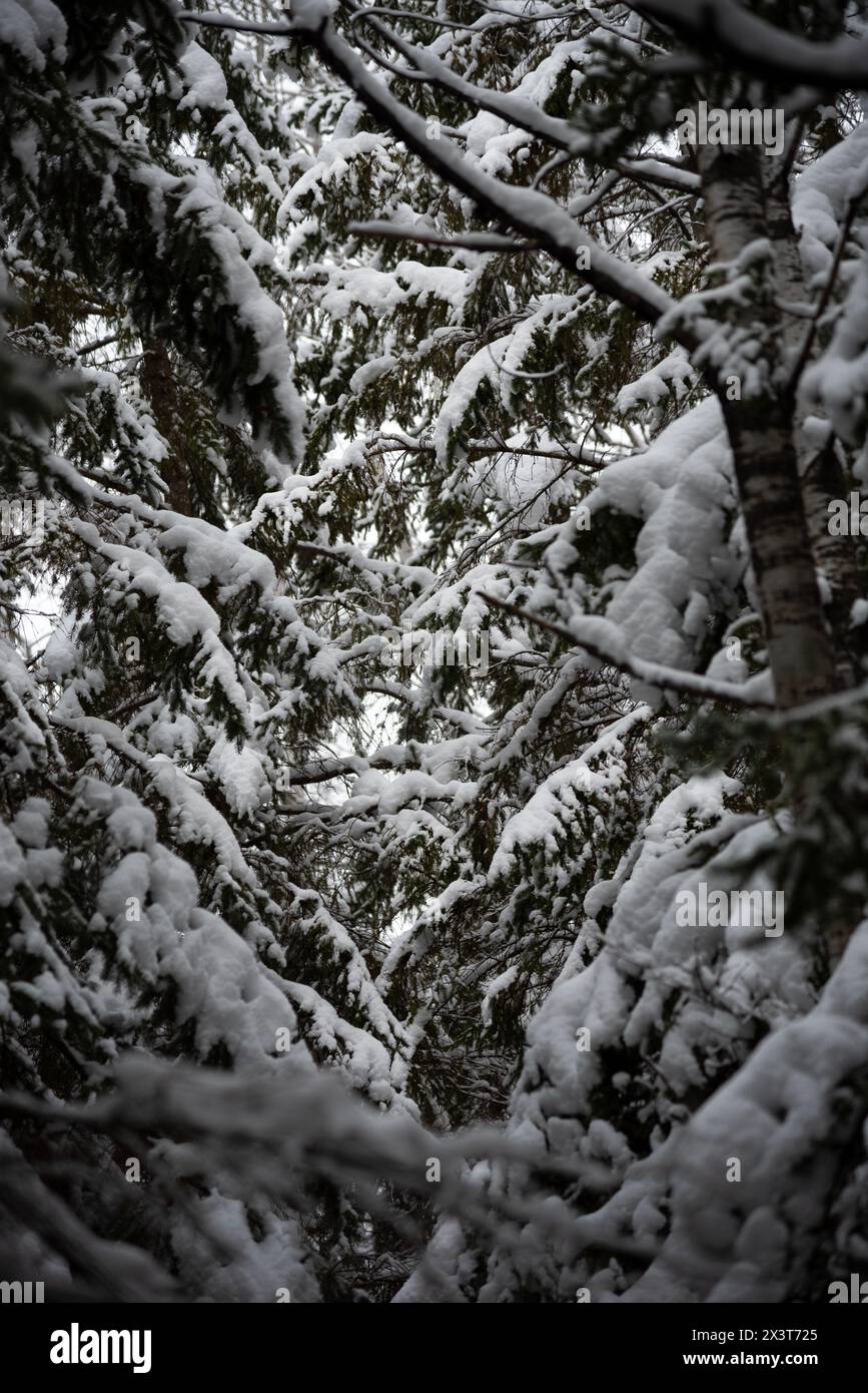 Winter forest after a fresh snowfall. Pine tree branches covered in wet snow in a Minnesota winter. Stock Photo