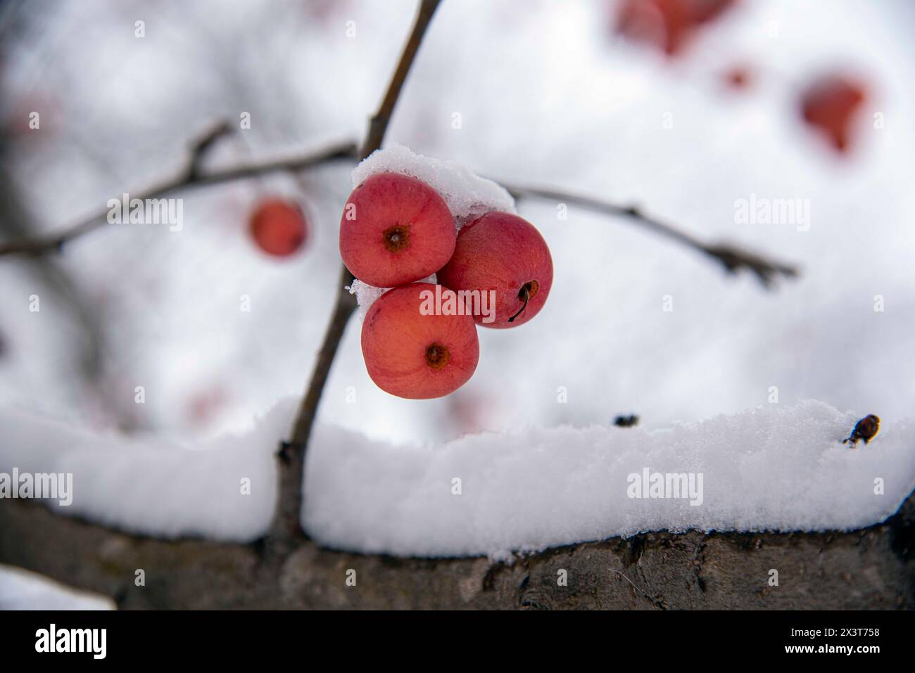 Three crabapples hanging off a crabapple tree branch in the winter time. Captured in Minnesota after a fresh snowfall. Stock Photo
