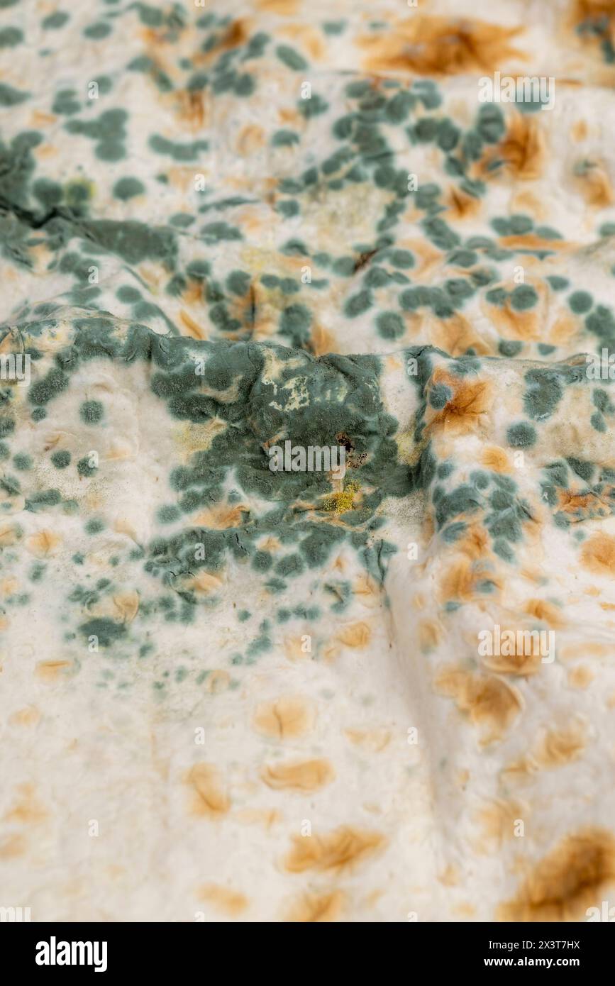 mold-covered spoiled thin wheat pita bread, spoiled food thin pita bread in green mold Stock Photo