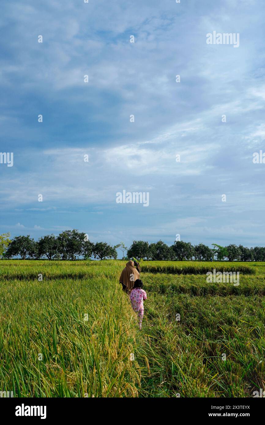 Rice field embankment hi-res stock photography and images - Alamy