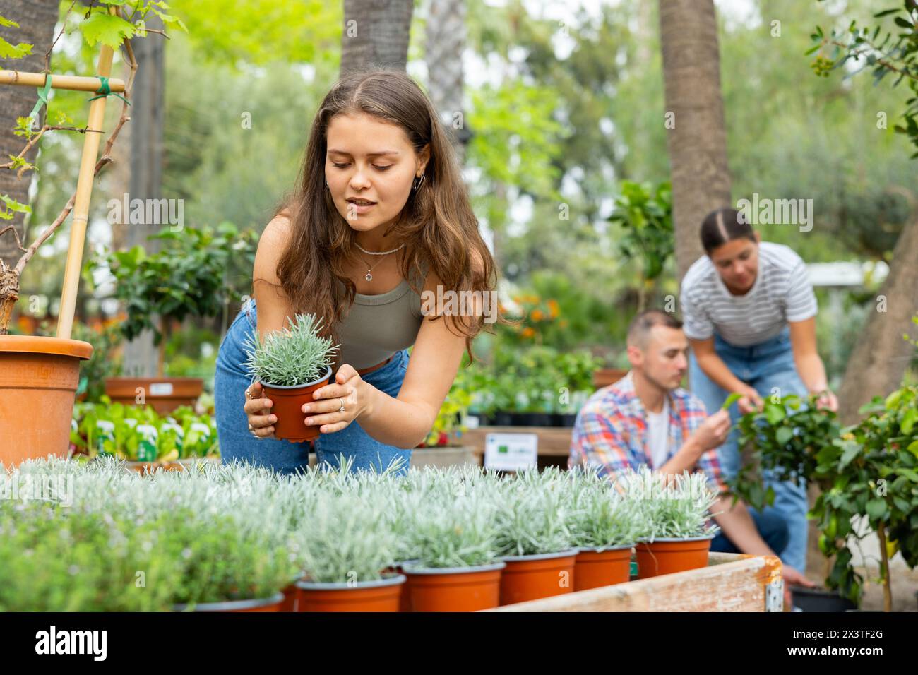 Girl choosing potted Helichrysum tianschanicum plant in garden store Stock Photo