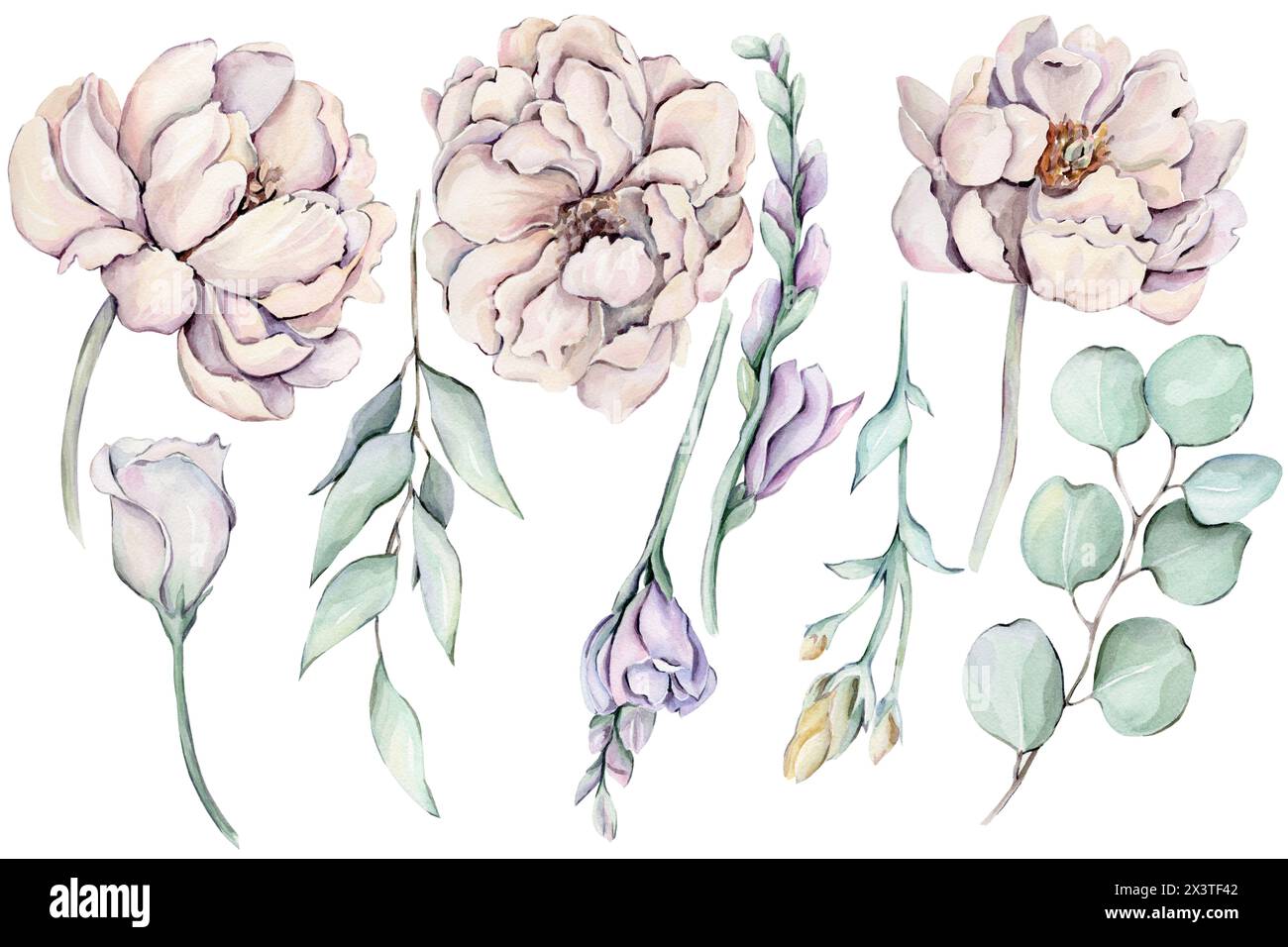Watercolor peonies, flowers and leaves Stock Photo