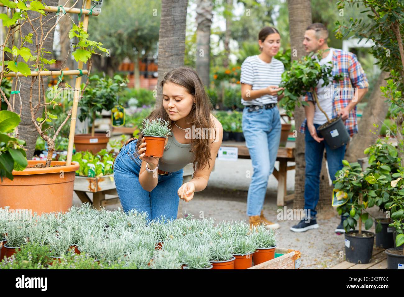 Young female customer near display case with helichrysum carefully selects pot with young seedlings. Stock Photo