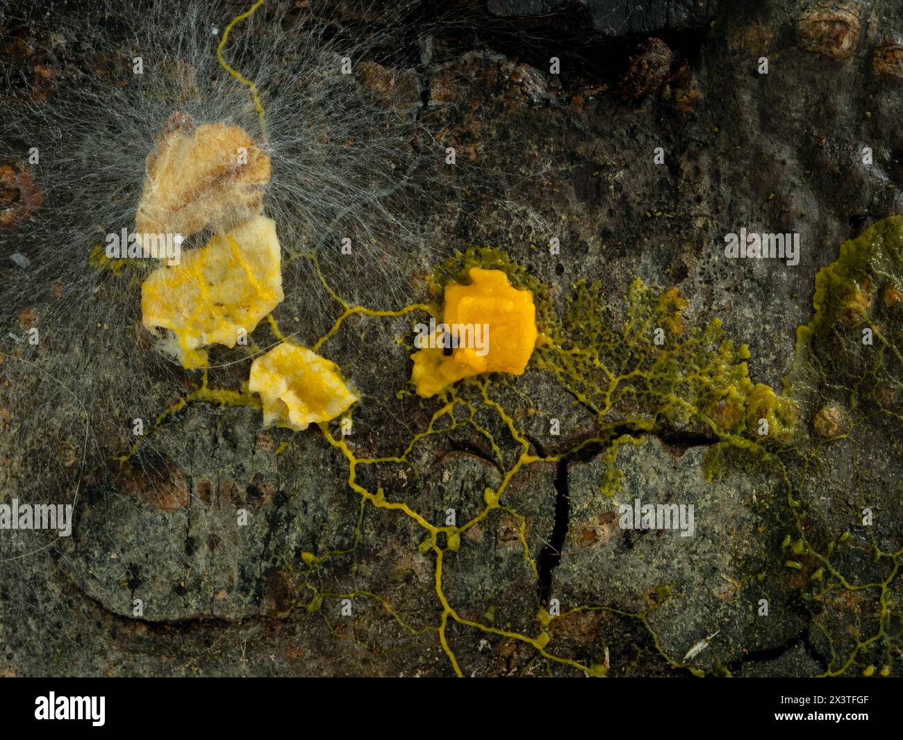 a slime mold plasmodium (Badhamia utricularis) on rotting wood, engulfing and consuming rolled oats that are also growing a white fungus Stock Photo