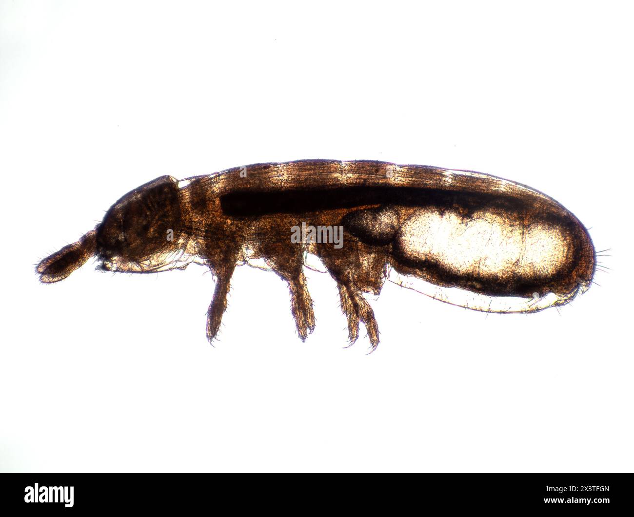 photomicrograph of the side view of a minute springtail (Collembola) showing its internal anatomy Stock Photo