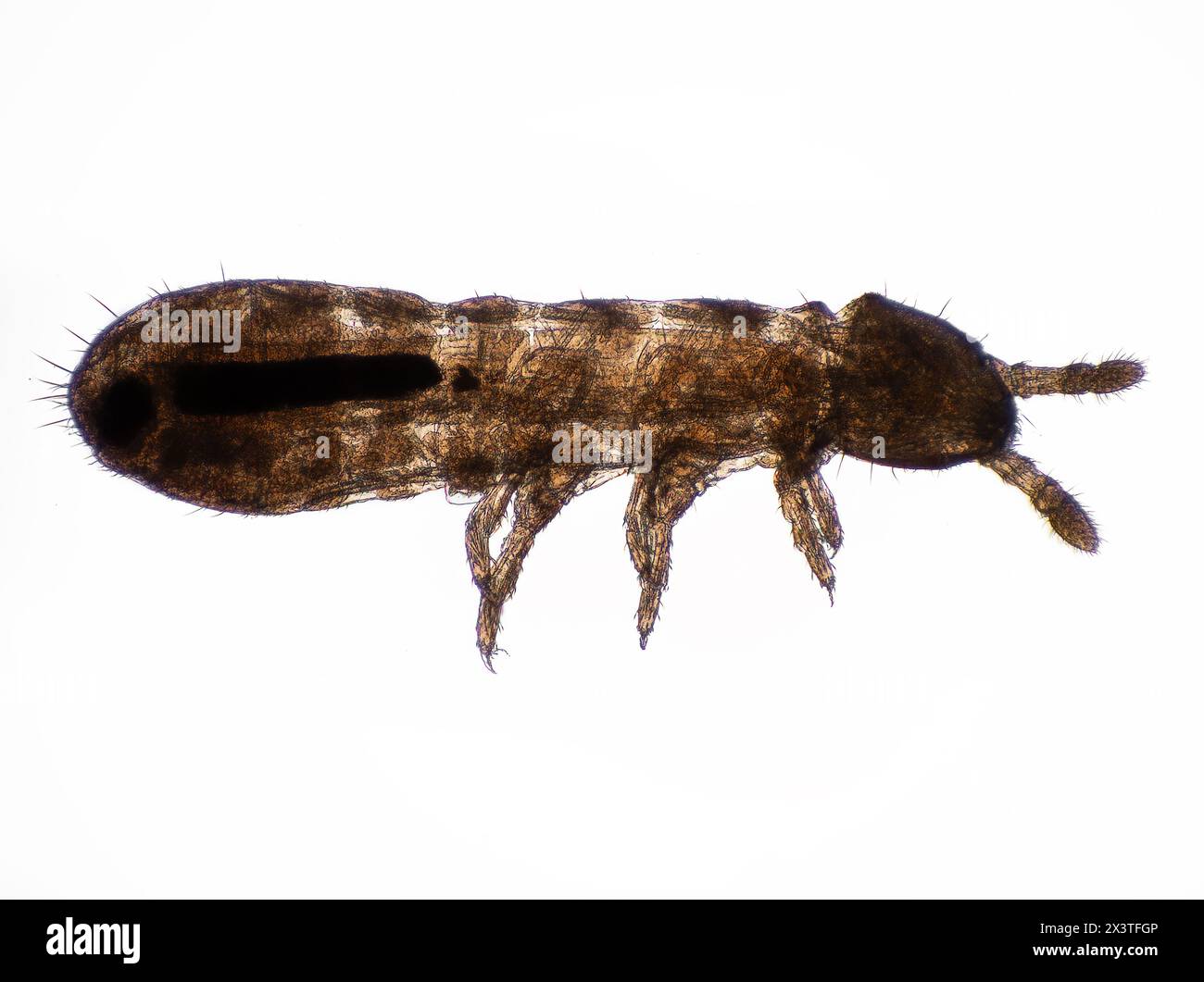 3/4 view photomicrograph of a tiny springtail (Collembola) showing its internal anatomy Stock Photo