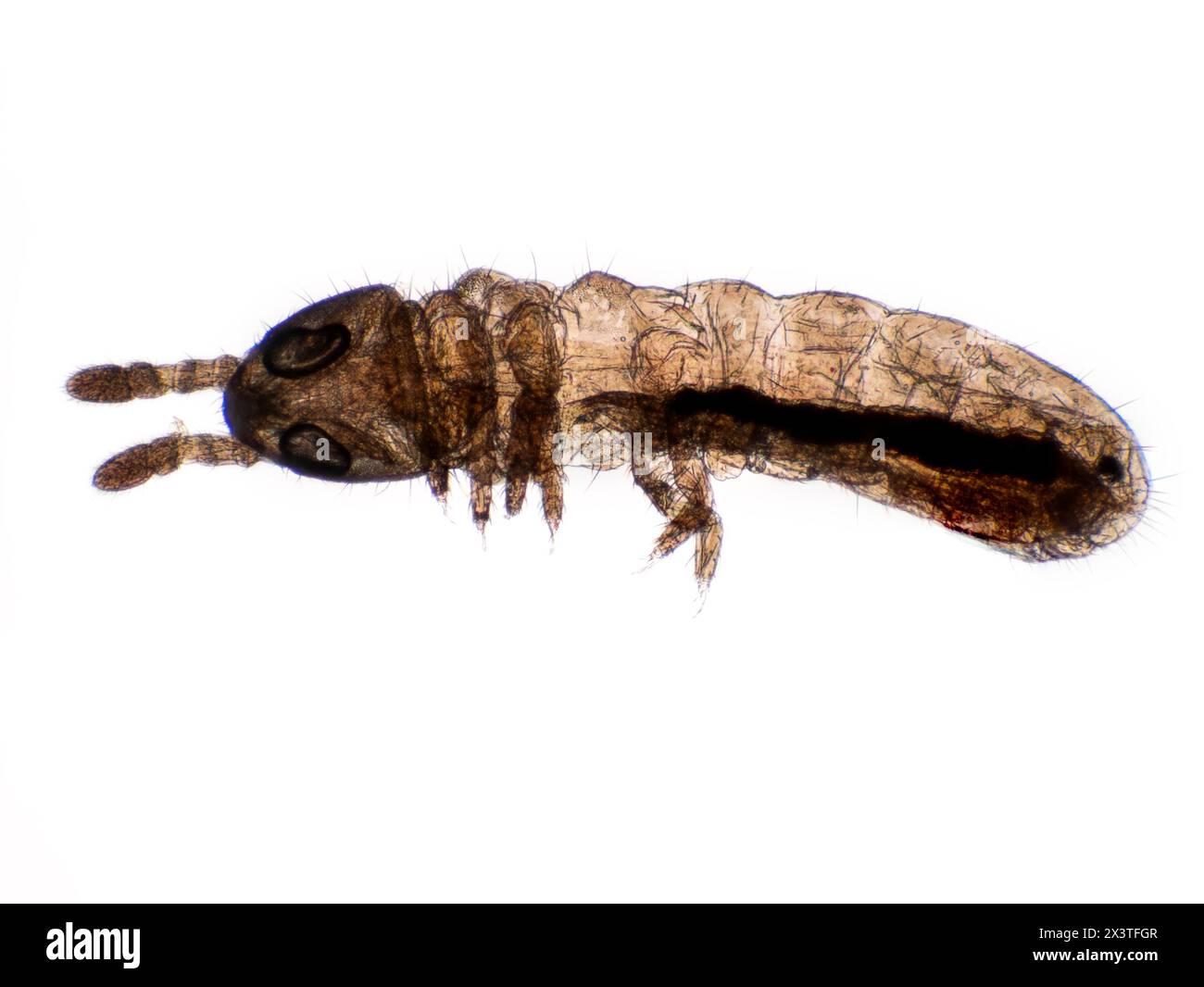 dorsal view photomicrograph a minute springtail (Collembola) showing the positioning of its antennae and eyes Stock Photo