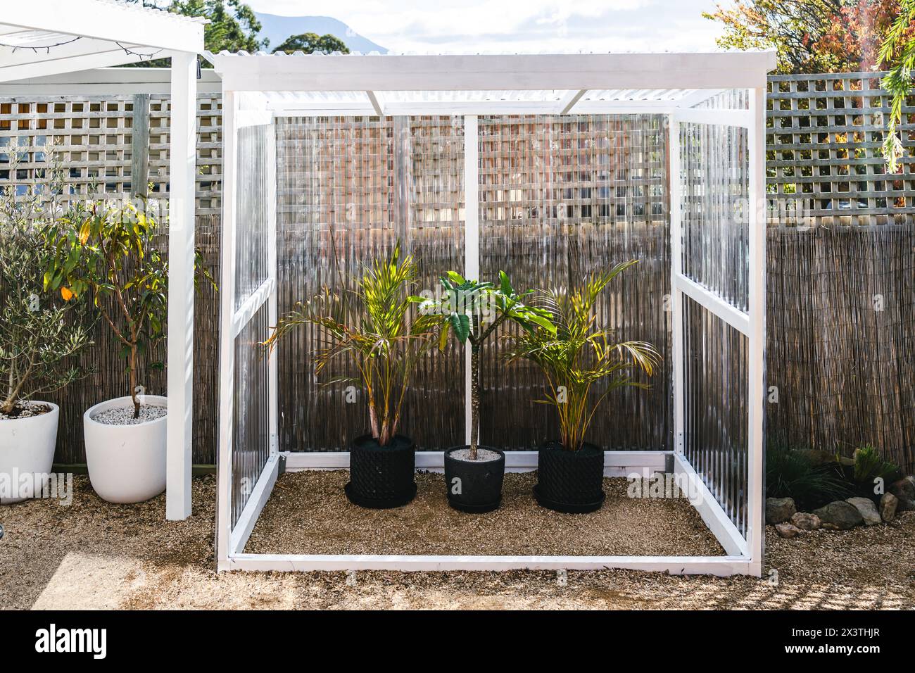 custom built green house under construction in sunny backyard with palms and frangipani inside of it Stock Photo