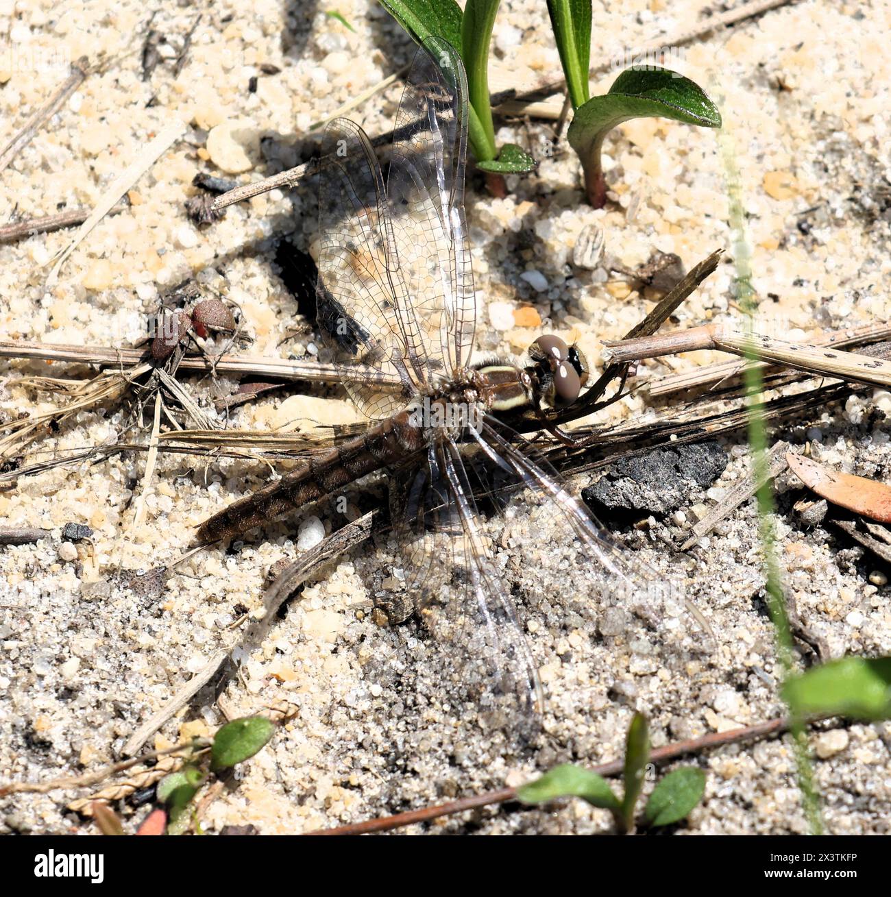 Dragonfly perched on the ground at Whitesbog in the sandy New Jersey Pine Barrens Stock Photo