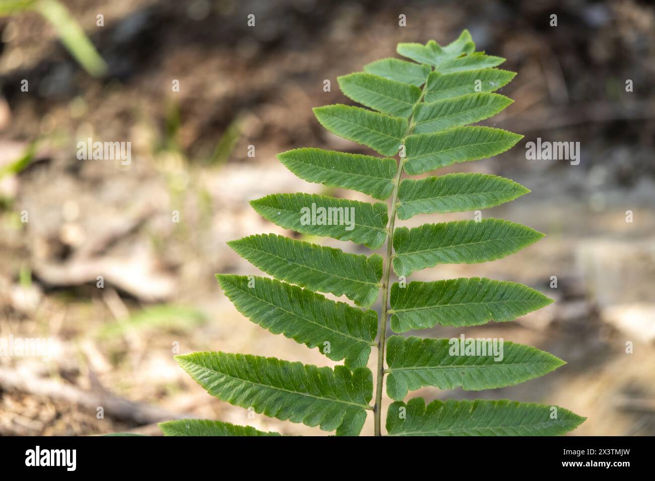 Jungle tree fern garden hi-res stock photography and images - Alamy