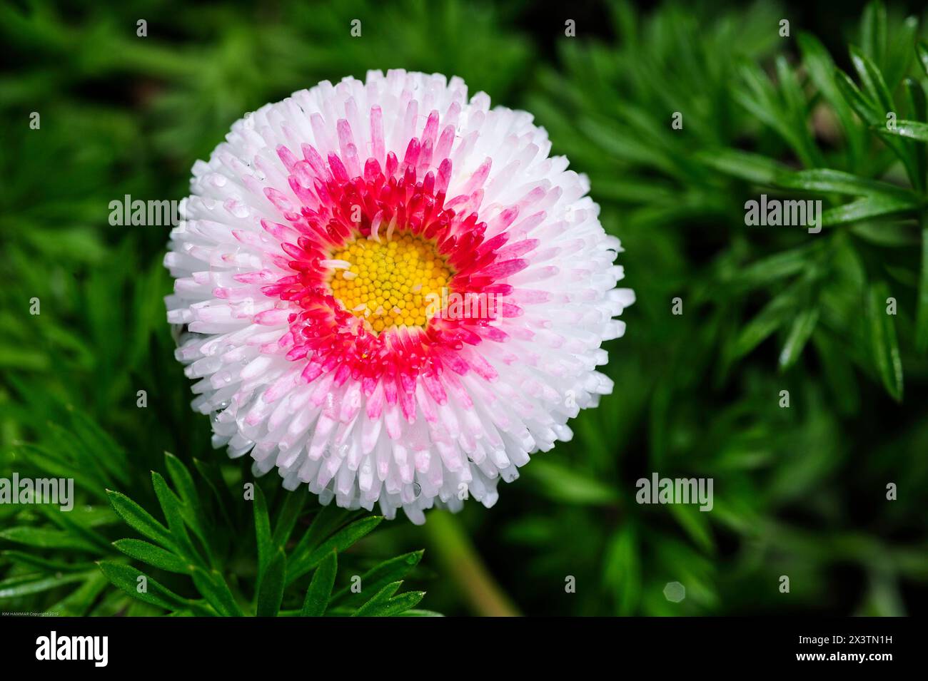 English daisies are not only ornamental flowers but have a number of medicinal uses, including as an anti-inflammatory, and is used for digestive, uri Stock Photo