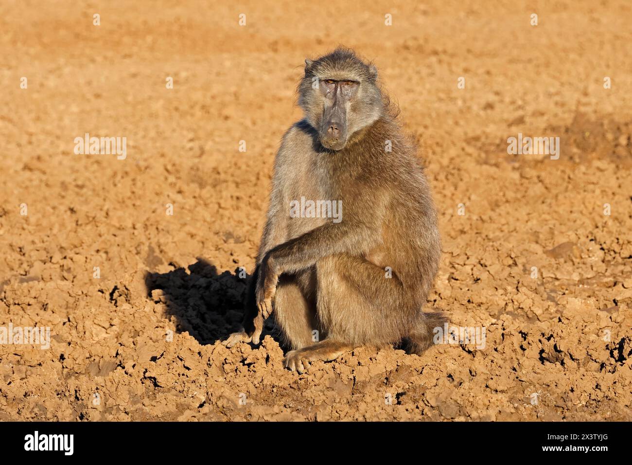 a-male-chacma-baboon-papio-ursinus-in-natural-habitat-mokala