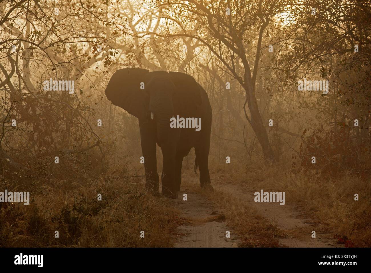An African elephant (Loxodonta africana) in mist at sunrise, South Africa Stock Photo