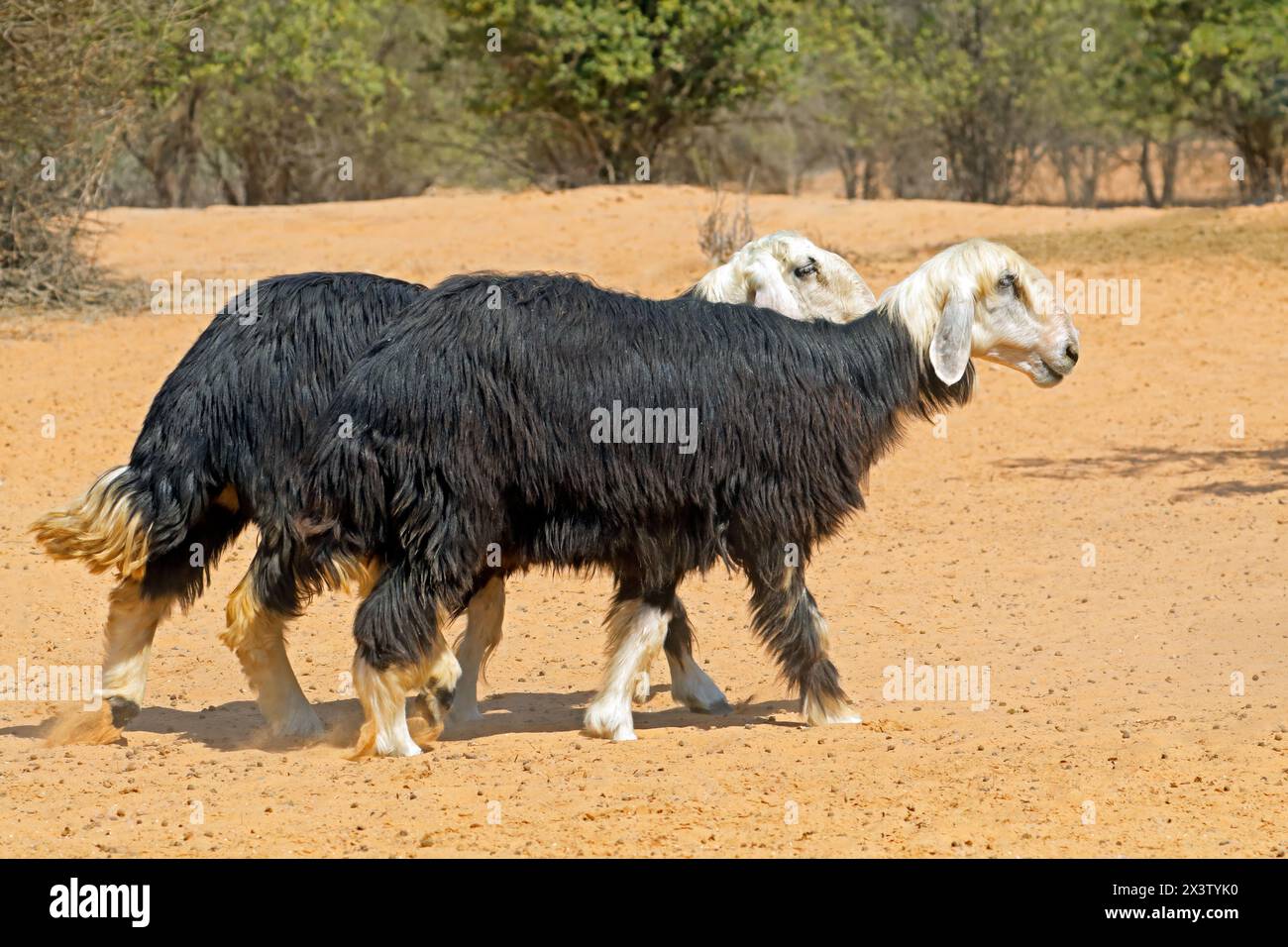 Arabian Nadji - domestic sheep breed of the Najd region of the Arabian Peninsula Stock Photo