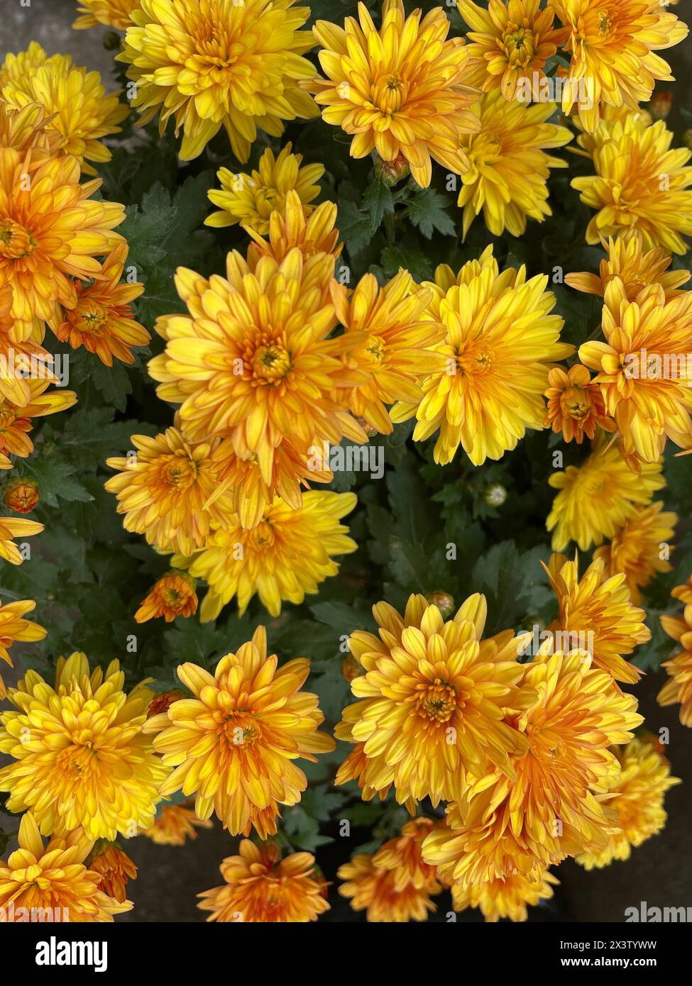 Chrysanthemum flower is a flower from species of perennial flowering plants in the family Asteraceae which is native to Asia and northeastern Europe. Stock Photo