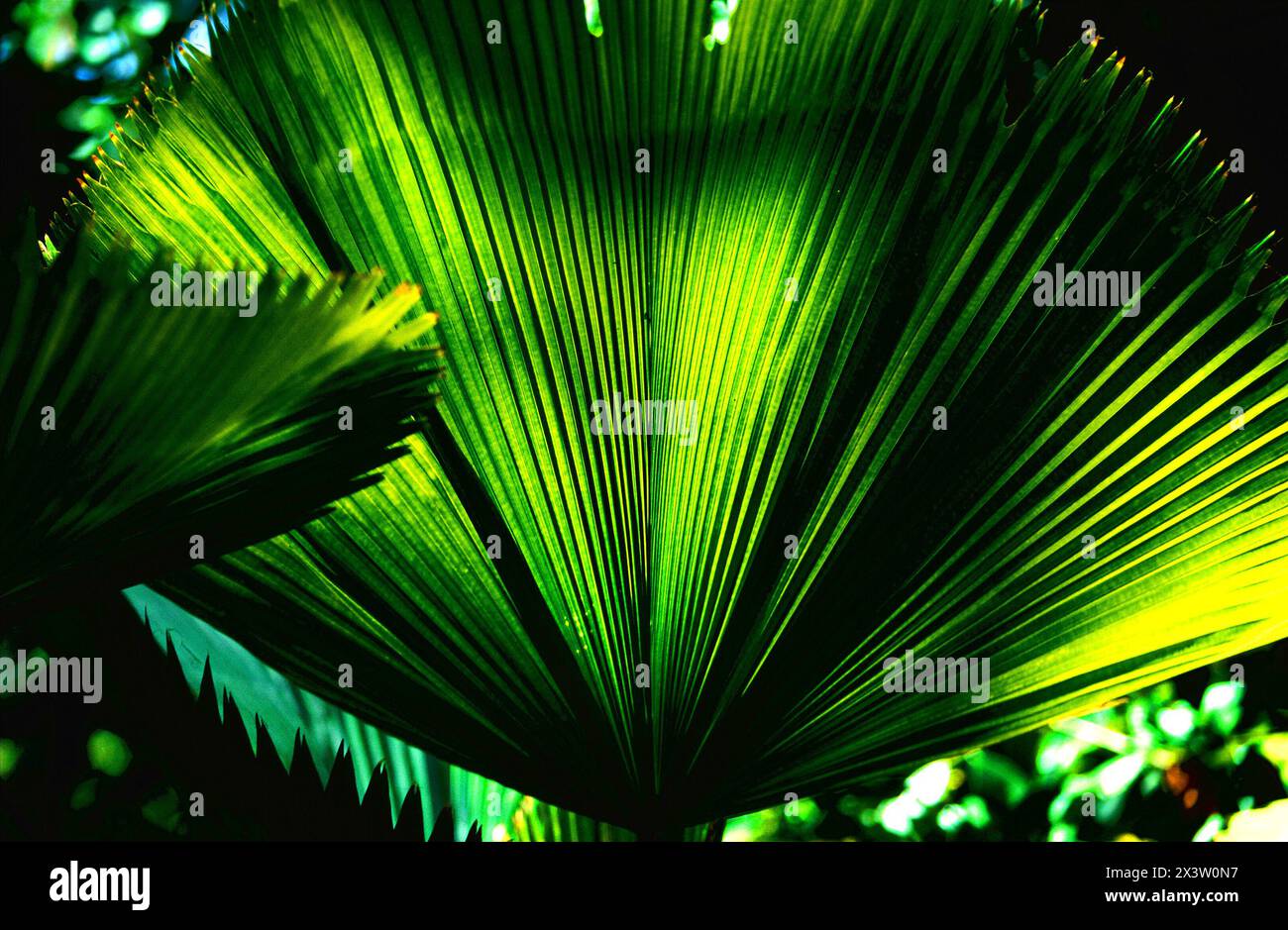 Rainforest plant, Tasmania, Australia Stock Photo