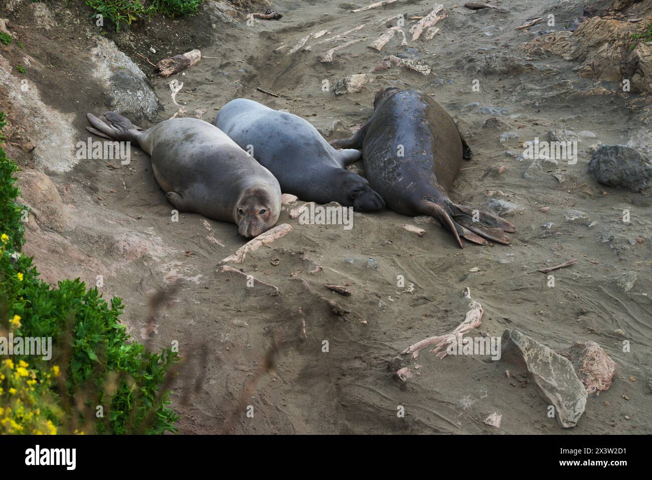 Elephant seals quietly lay on sanctuary beach, with one looking directly at you.  Top tourist destination San Simeon, CA. Stock Photo