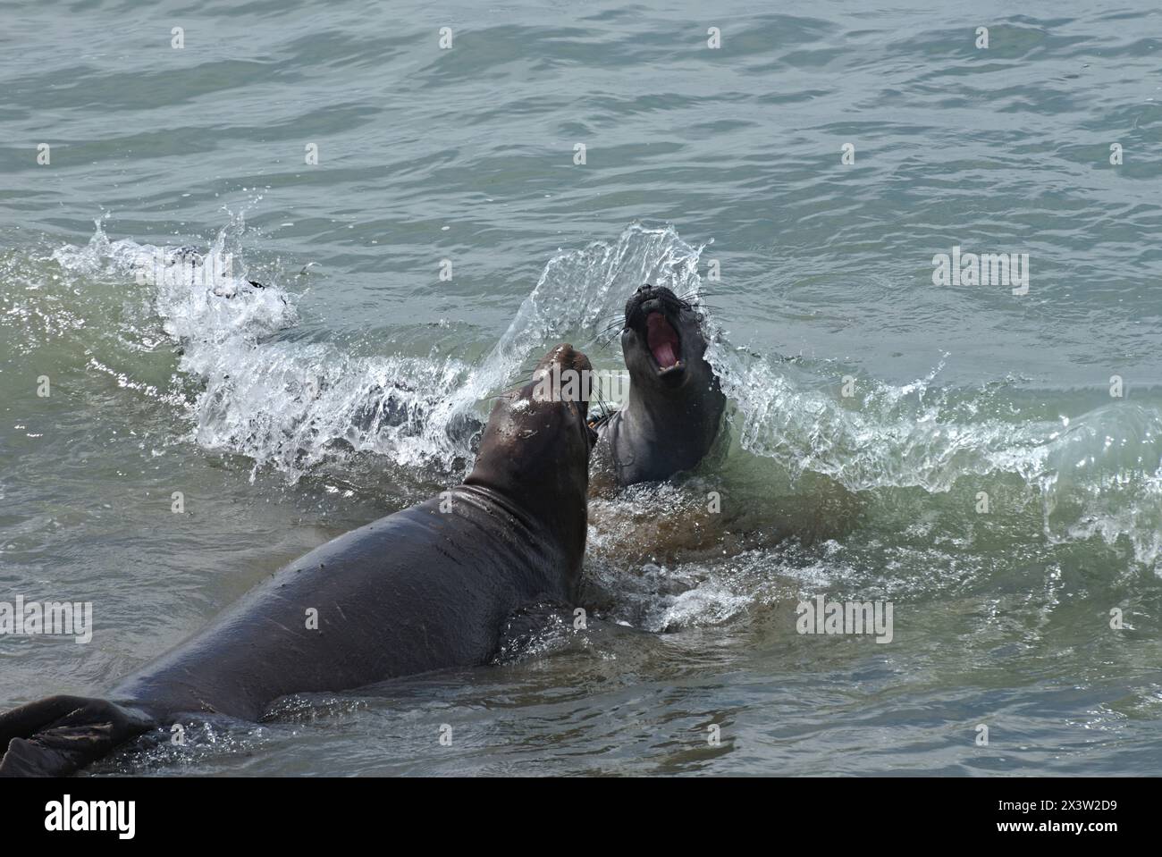 2  elephant seal expressively shout for joy in Pacific Ocean, spring is here h& full of life. Stock Photo