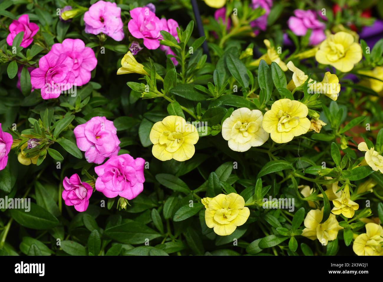 Close up hanging, trailing double Petunia with pink and yellow flowers. Family Solanaceae. Spring, Netherlands, April Stock Photo