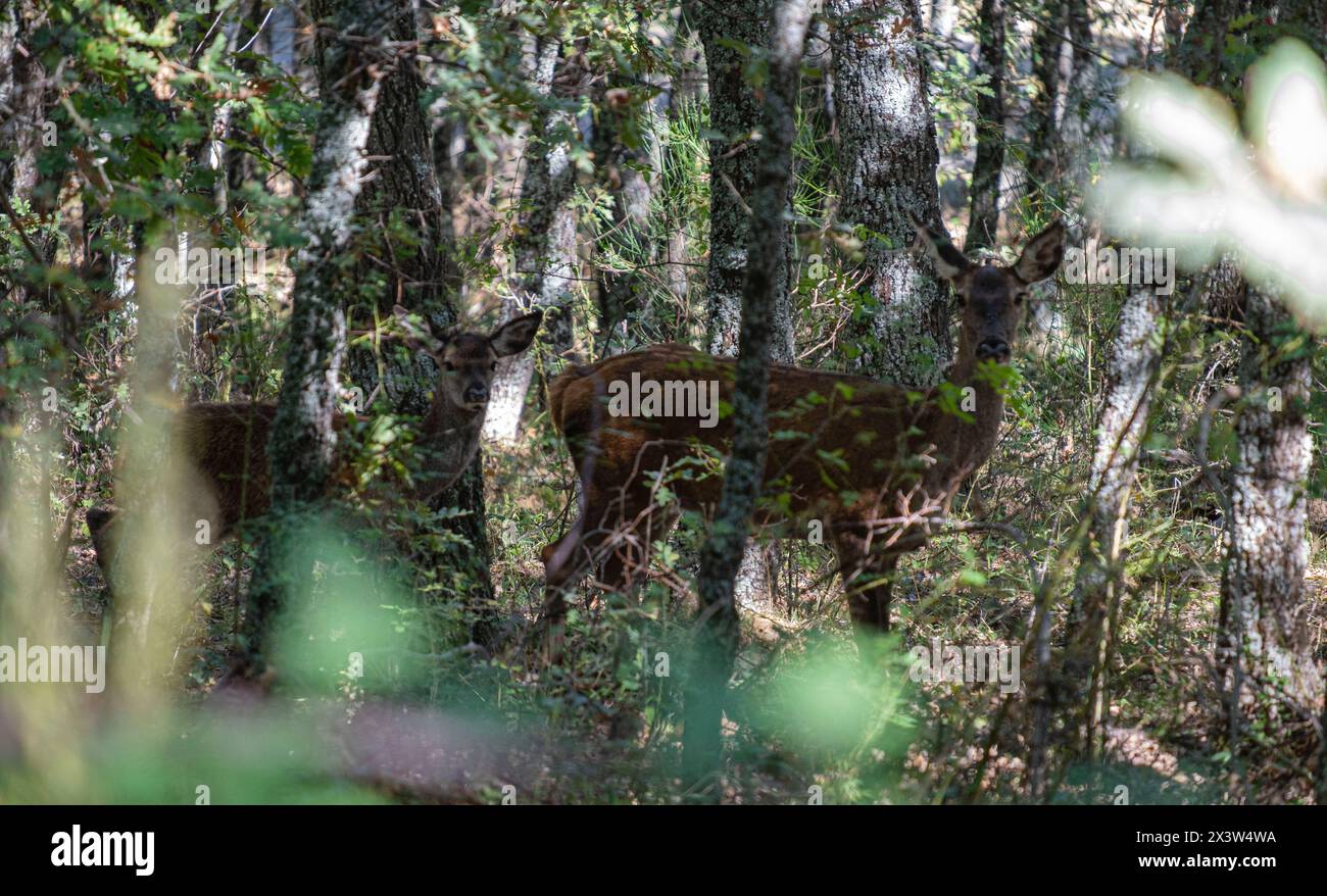 Bosque ecosystem hi-res stock photography and images - Alamy