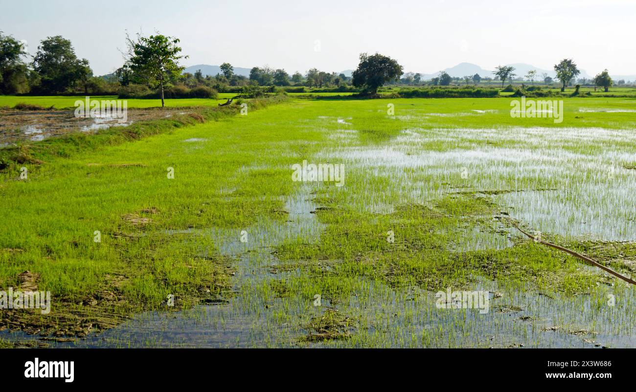 panoramic view over rice field in cambodia Stock Photo