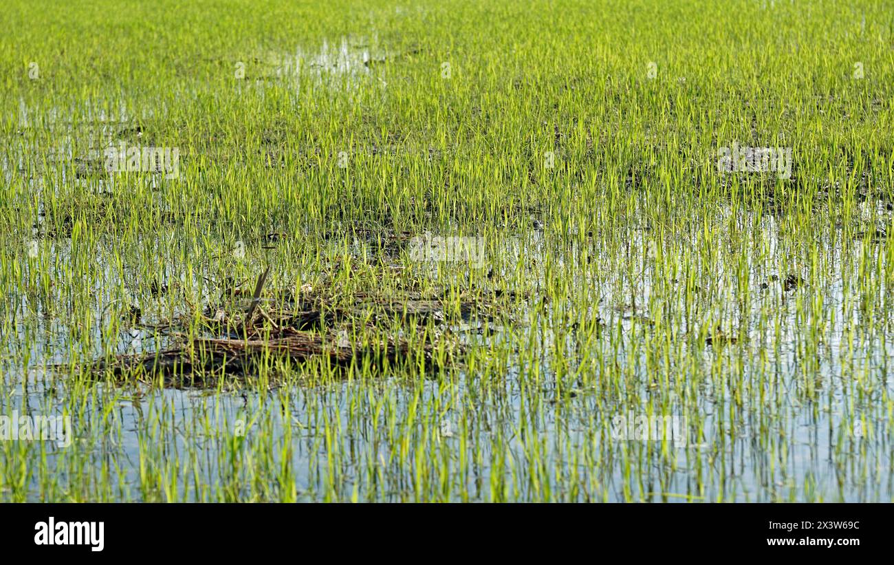 Over Rice Field Panoramic view over rice hi-res stock photography and images - Alamy